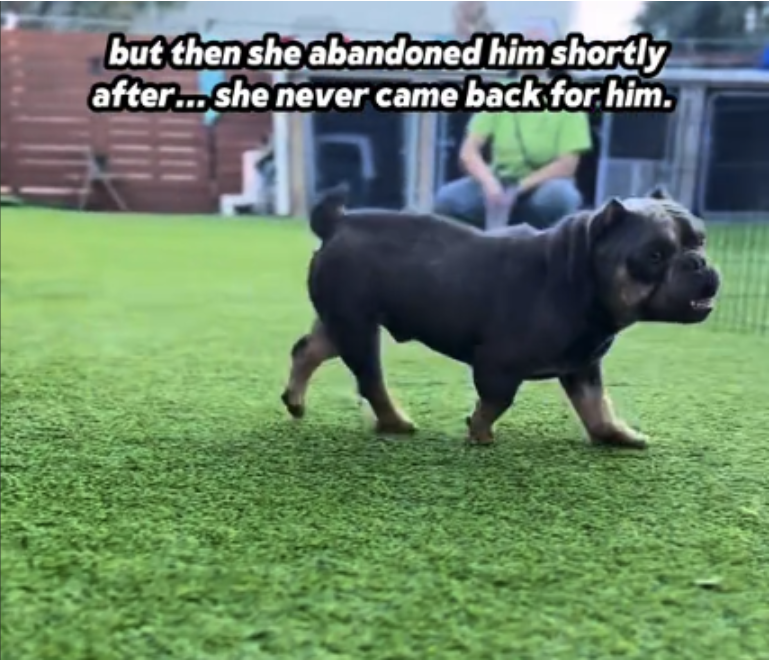 French Bulldog Used In Dog Fighting Ring Won’t Stop Walking in Circles, In Need of a Fresh Start 